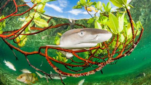 Lemon shark pup in mangrove forest, Eleuthera, Bahamas