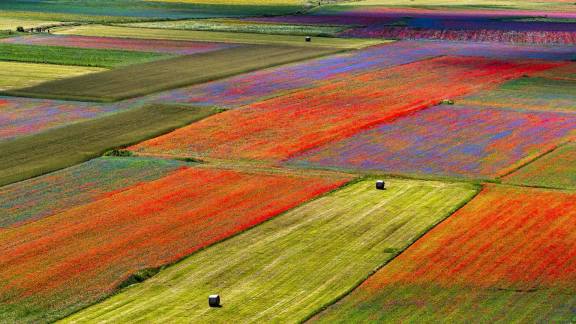 Fiori e Geometria
