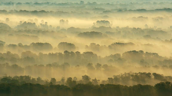 今日は国際森林デー