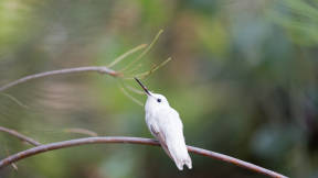 Leucistic Annas hummingbird