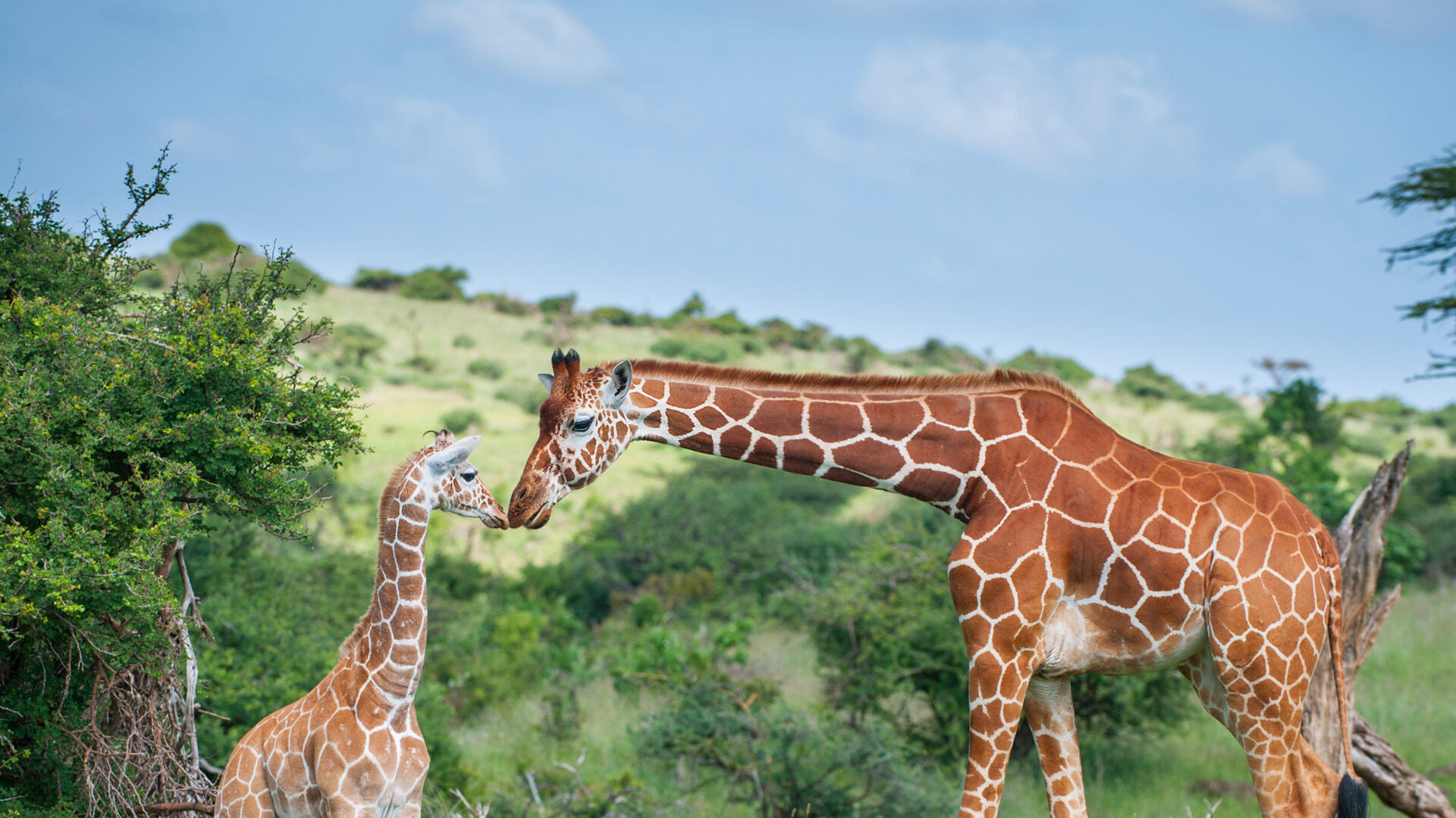 Reticulated giraffe mother greeting calf in Kenya