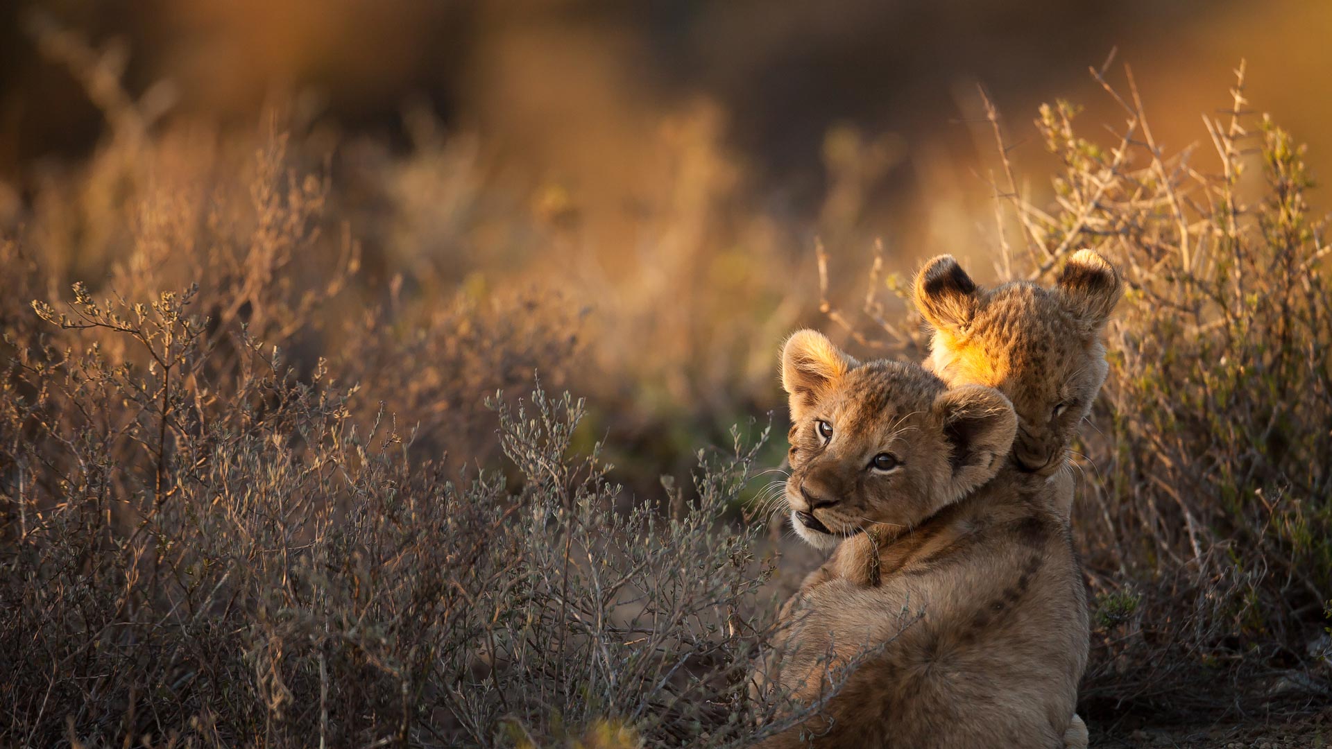 Bing image: 未来のサバンナの王者 - Bing Wallpaper Gallery