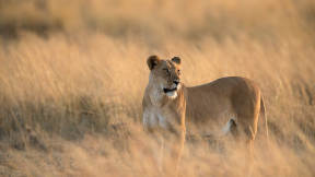 World Lion Day