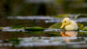 Duckling in a water meadow, Suffolk, England