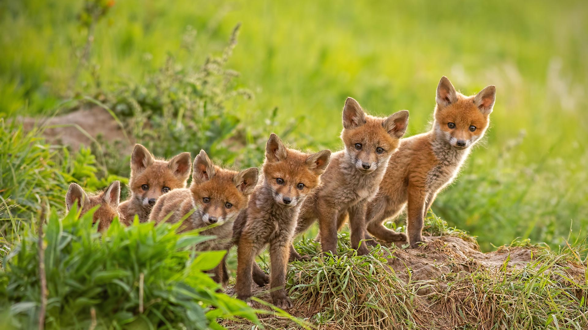 Bing Image Red Fox Cubs Near Their Den Bing Wallpaper Gallery