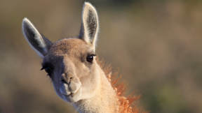 Guanaco, Punta Norte, Valdés Peninsula, Argentina