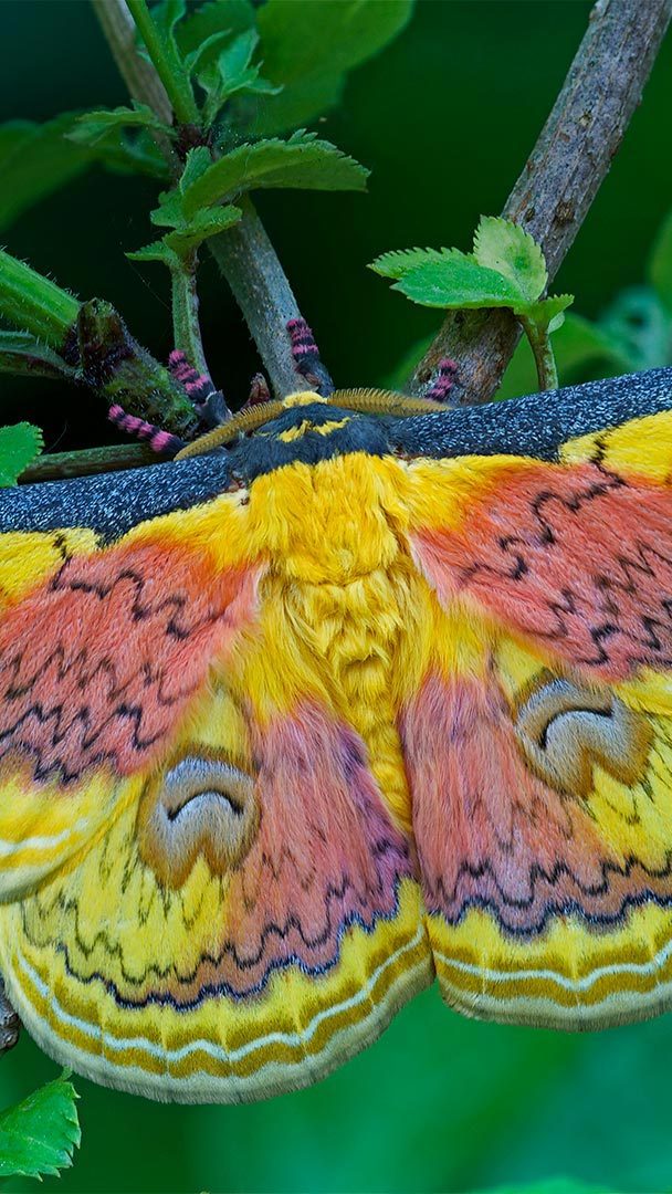 Pretty, pretty…butterfly?