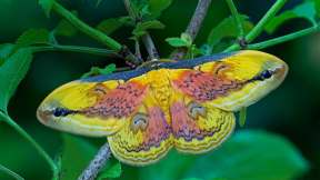 Pretty, pretty…butterfly?
