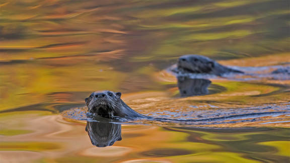 River otters at Acadia National Park, Maine