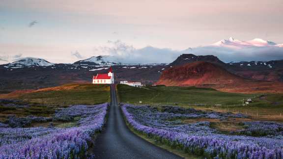 Lupinenfelder, Snæfellsnes, Island