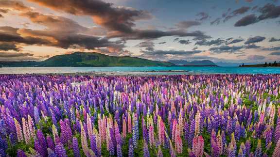 What’s blooming in New Zealand?