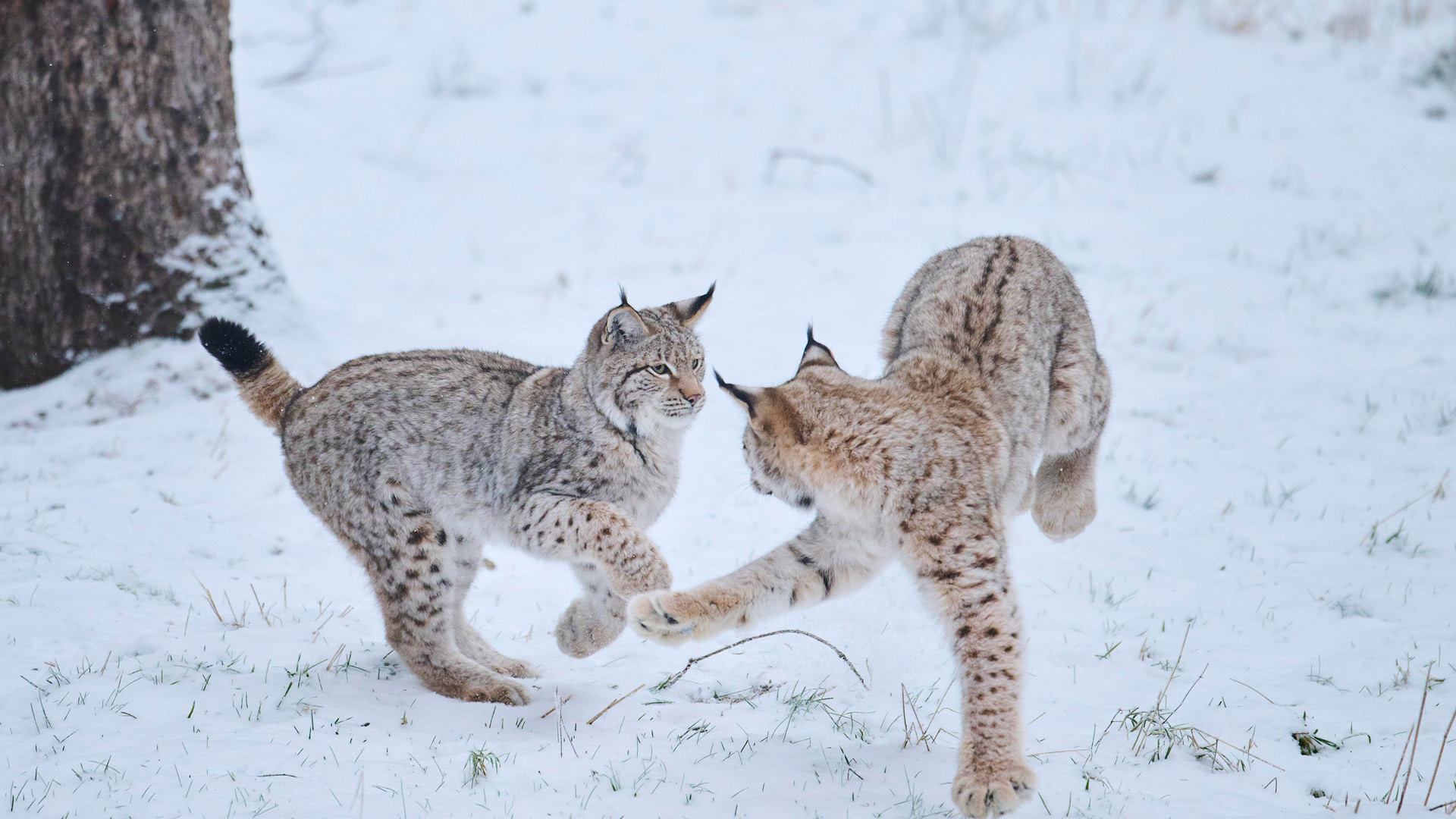 Eurasische Luchse beim Spielen im Schnee, Bayern