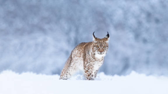 Le lynx boréal, Lynx lynx - Animaux sauvage