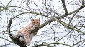 Lynx Boréal