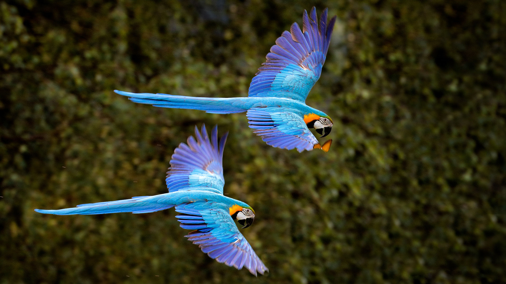 Um vôo colorido no céu do Pantanal!