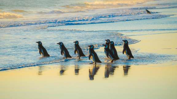 World Penguin Day
