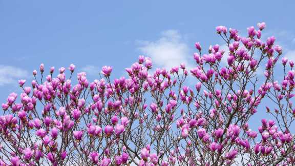 春を告げる紫の花