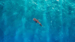 International Whale Shark Day