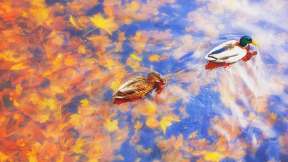 Zwei Stockenten im Wasser, Herbst, Deutschland