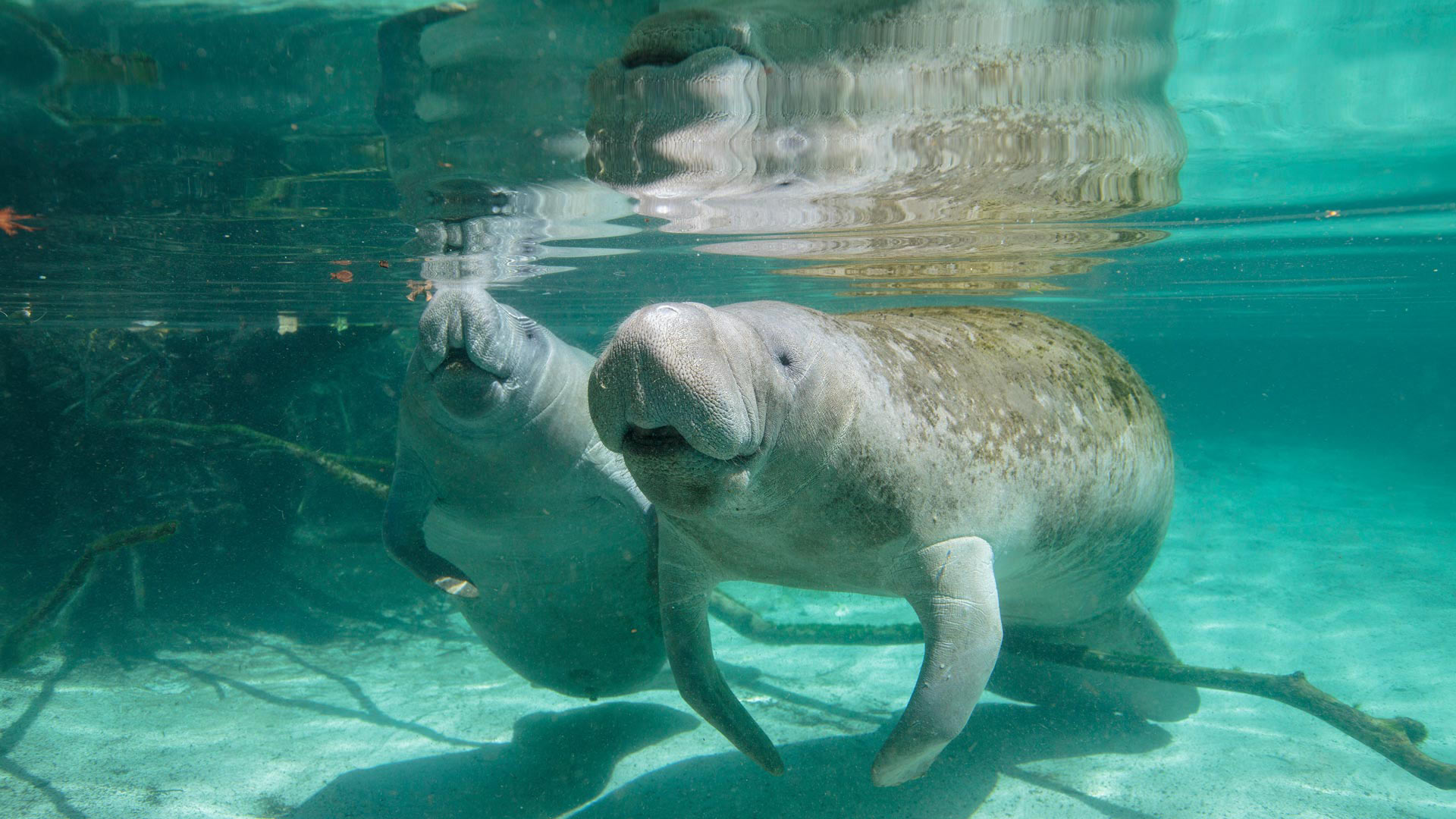 Manatee Awareness Month