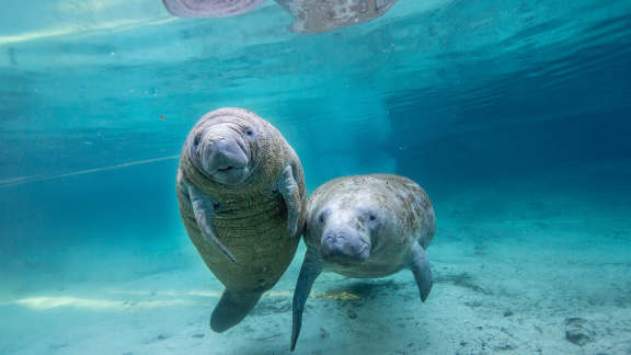 Juvenile manatees, Crystal River, Florida, United States