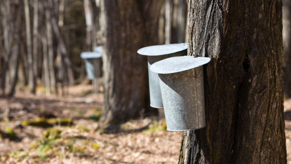 Buckets on maple trees collecting sap for maple syrup
