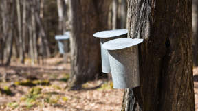 Buckets on maple trees collecting sap for maple syrup