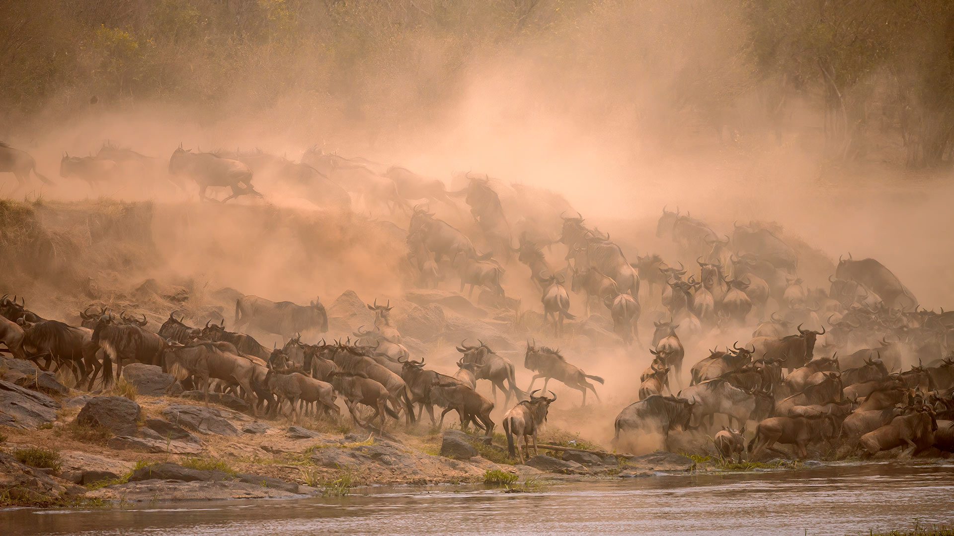 Gnus &uuml;berqueren den Mara-Fluss in der Masai Mara, Kenia