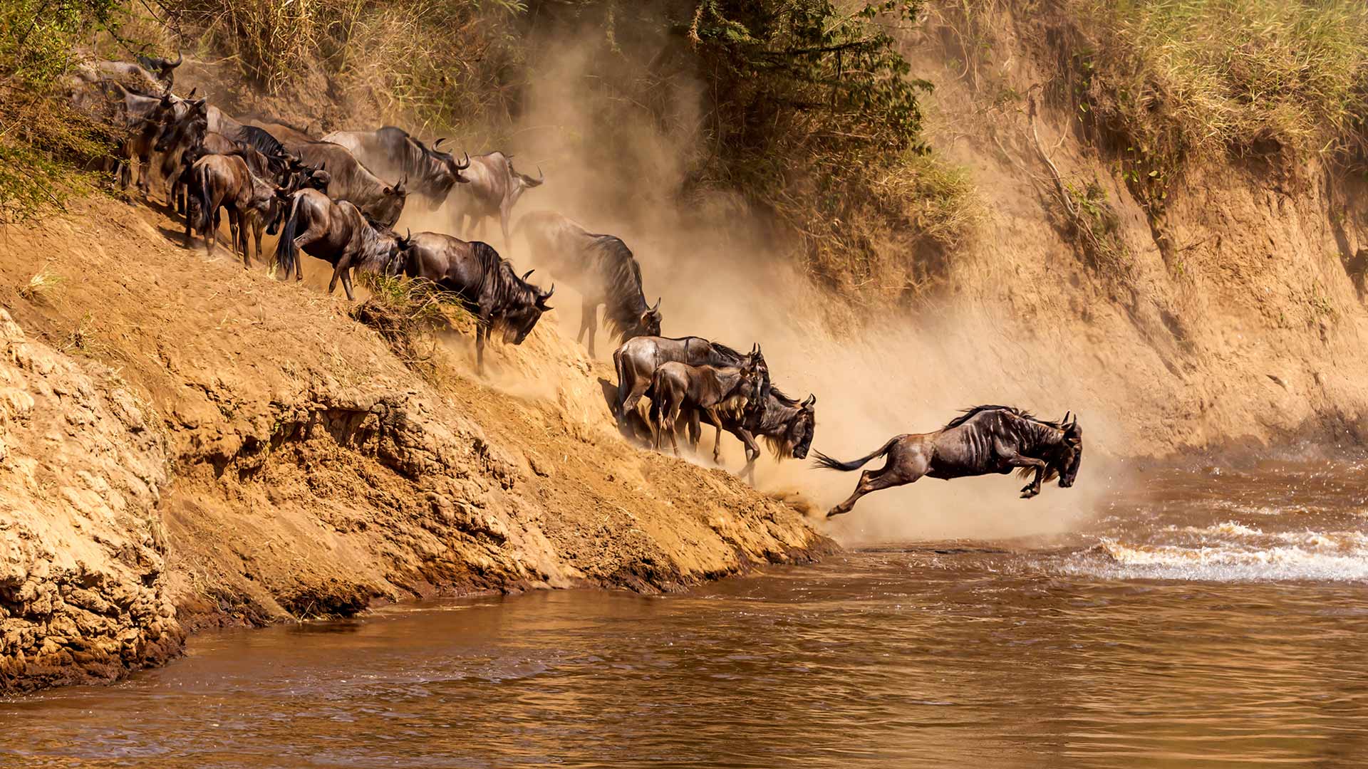 Bing image: Great wildebeest migration at Mara River, Kenya - Bing ...