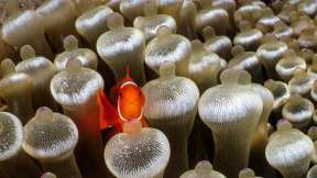 Spine-cheeked anemonefish