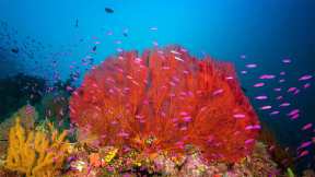 Bezaubernde Unterwasserwelten