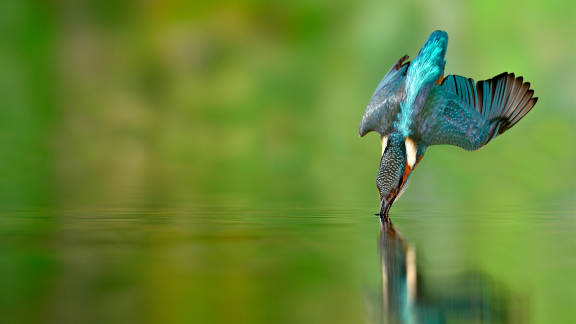 Le roi de la pêche