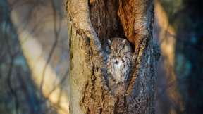 Every day is Napping Day for this screech owl