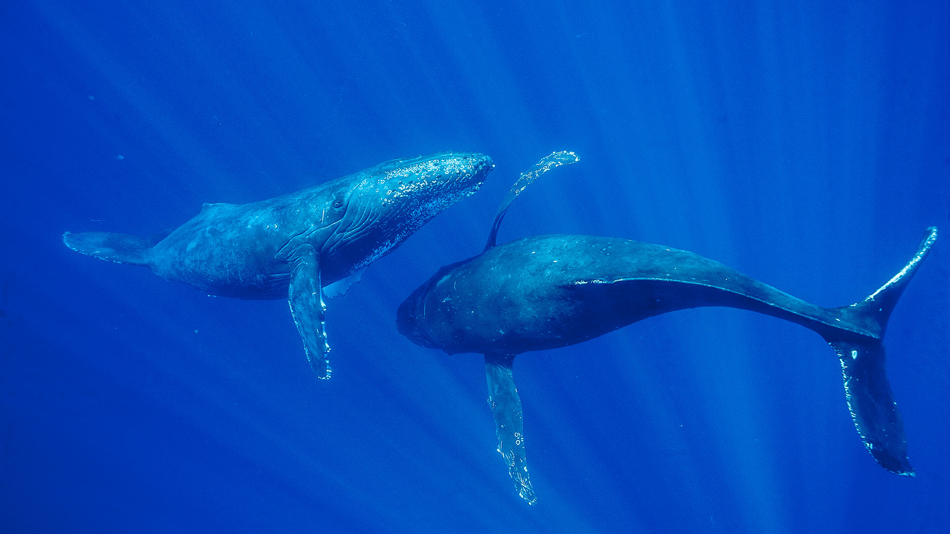 Bing hd wallpaper king of the ocean bing wallpaper gallery