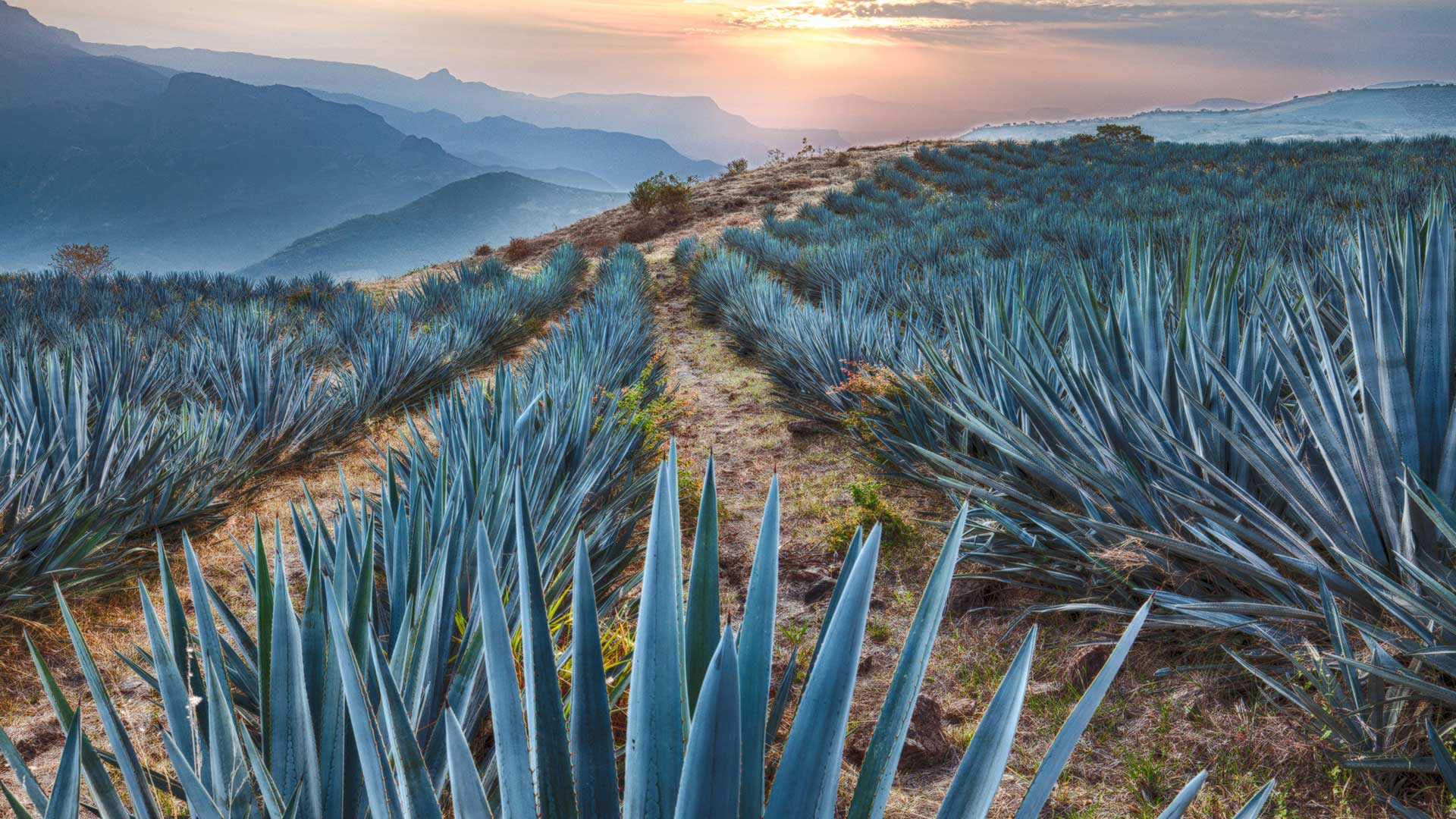 Champs d&rsquo;agave bleu, Tequila, Mexique