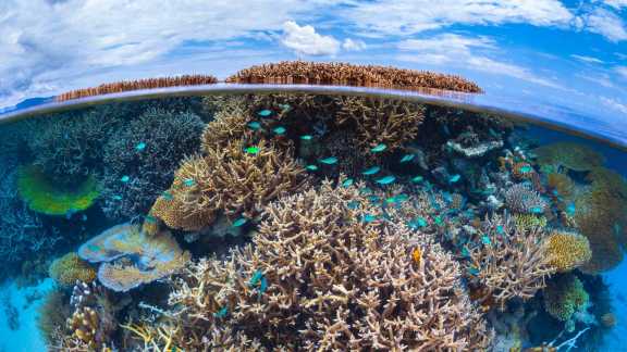 Bing Image: Coral Reef In The Indian Ocean, Mayotte, France - Bing 