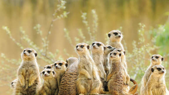 World Meerkat Day