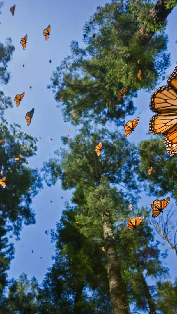 Monarch butterflies in Angangueo, Mexico