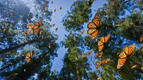 Monarch butterflies in Angangueo, Mexico