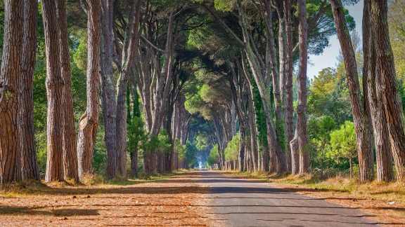 Towering trees of Tuscany