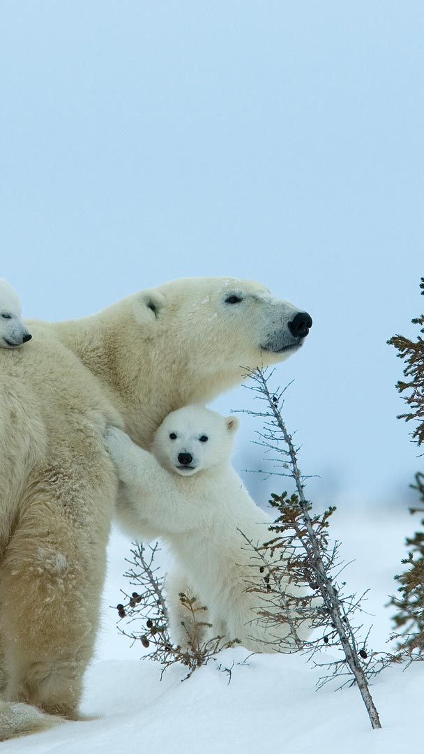 ✫Dreams of Polar Bears✫, moons, blue dreams, polar bears, love four  seasons, HD wallpaper | Peakpx