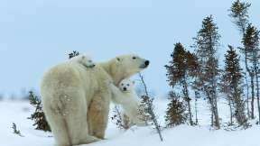 Polar bear season in Manitoba