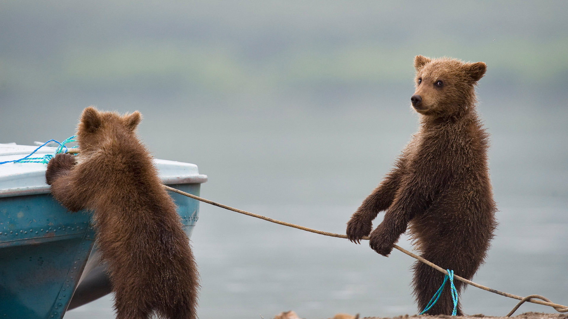 Bing HD Wallpaper Apr 1 2019 Unbearable Cuteness Bing Wallpaper Gallery Bing HD Wallpaper Apr 1 2019 Unbearable Cuteness Bing Wallpaper Gallery