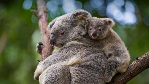 For Mother’s Day, we salute these marsupial moms