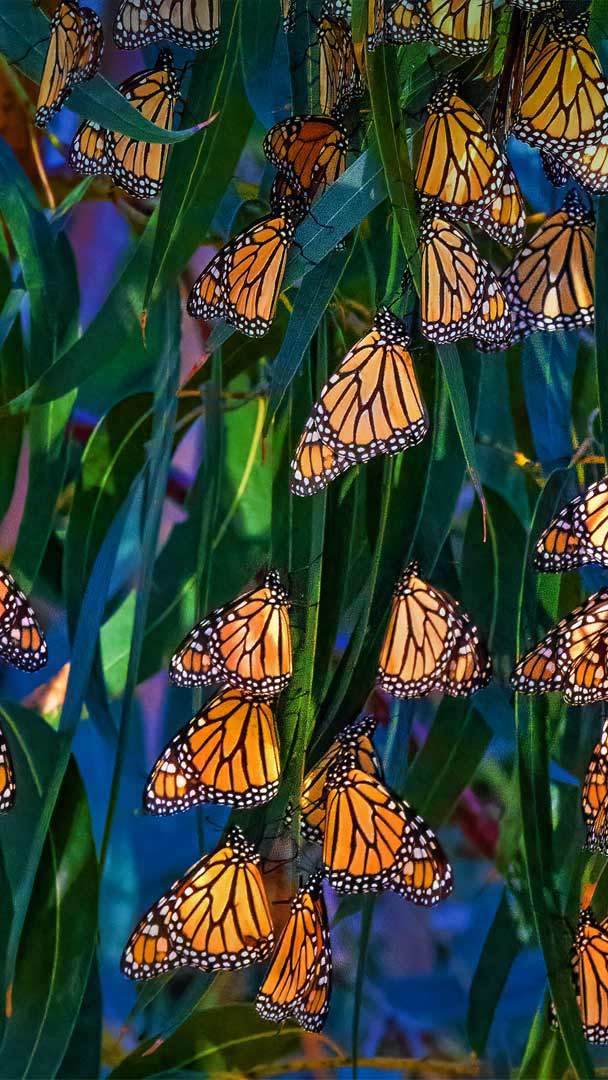 monarch butterfly migration wallpaper