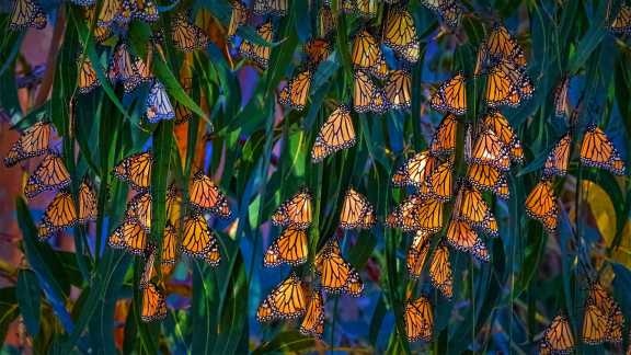 Monarch butterflies, Pismo Beach, California