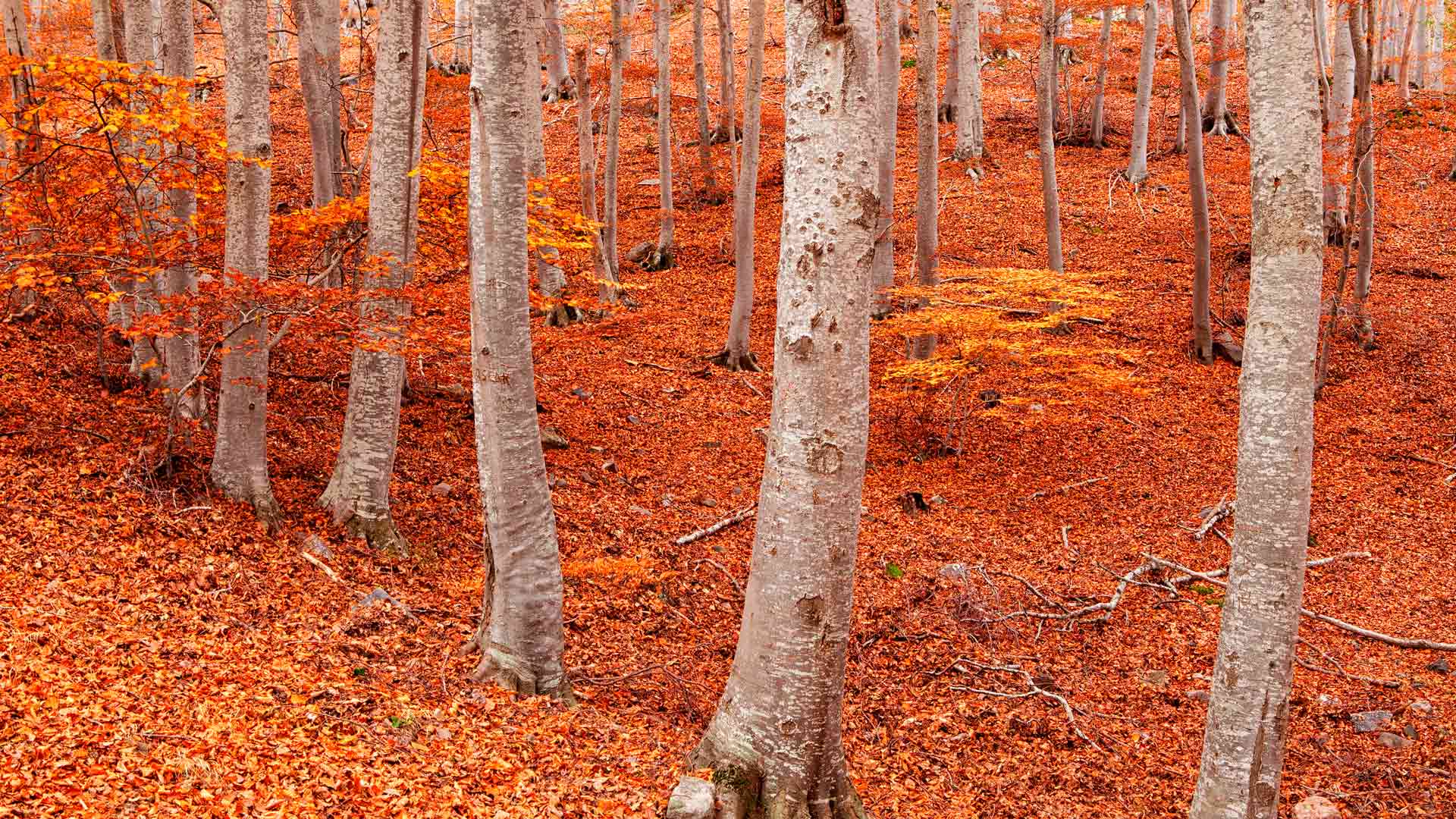 Peña Roya beech forest, Moncayo Natural Park, Aragon, Spain