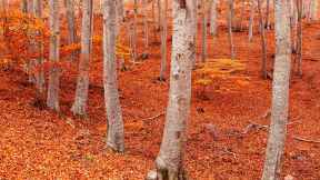 Peña Roya beech forest, Moncayo Natural Park, Aragon, Spain