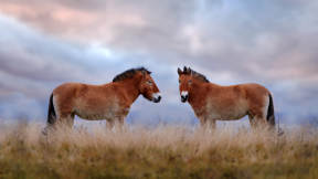 モンゴルで再野生化された馬