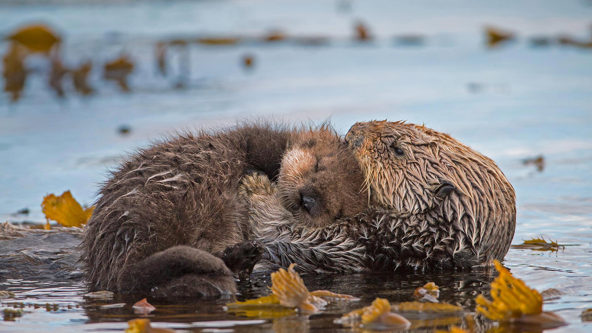 Celebrating sea otters